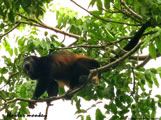 Howler Monkey